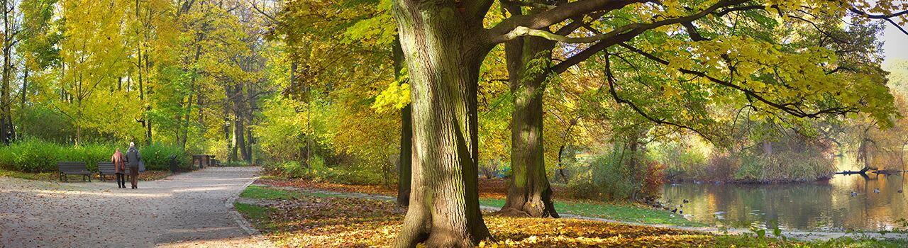 Walking path through a park in autumn